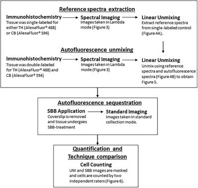 An Alternative to Dye-Based Approaches to Remove Background Autofluorescence From Primate Brain Tissue